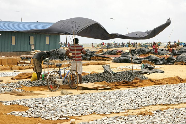 Fish market, Negombo
